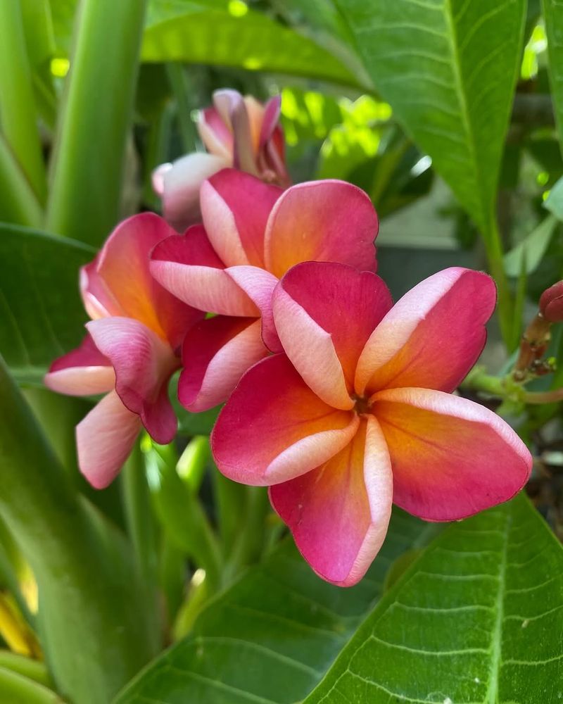 Plumeria