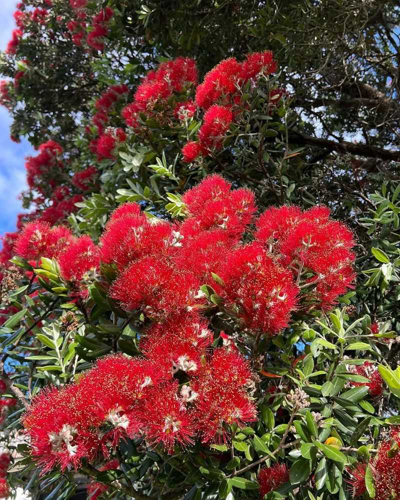 Pohutukawa Tree