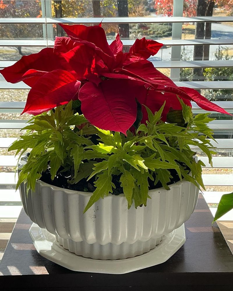 Poinsettia