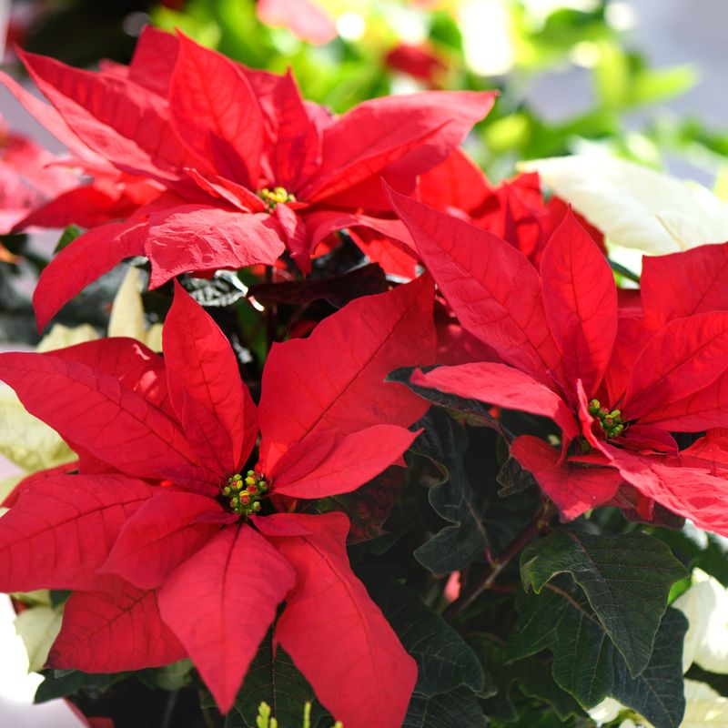 Poinsettia