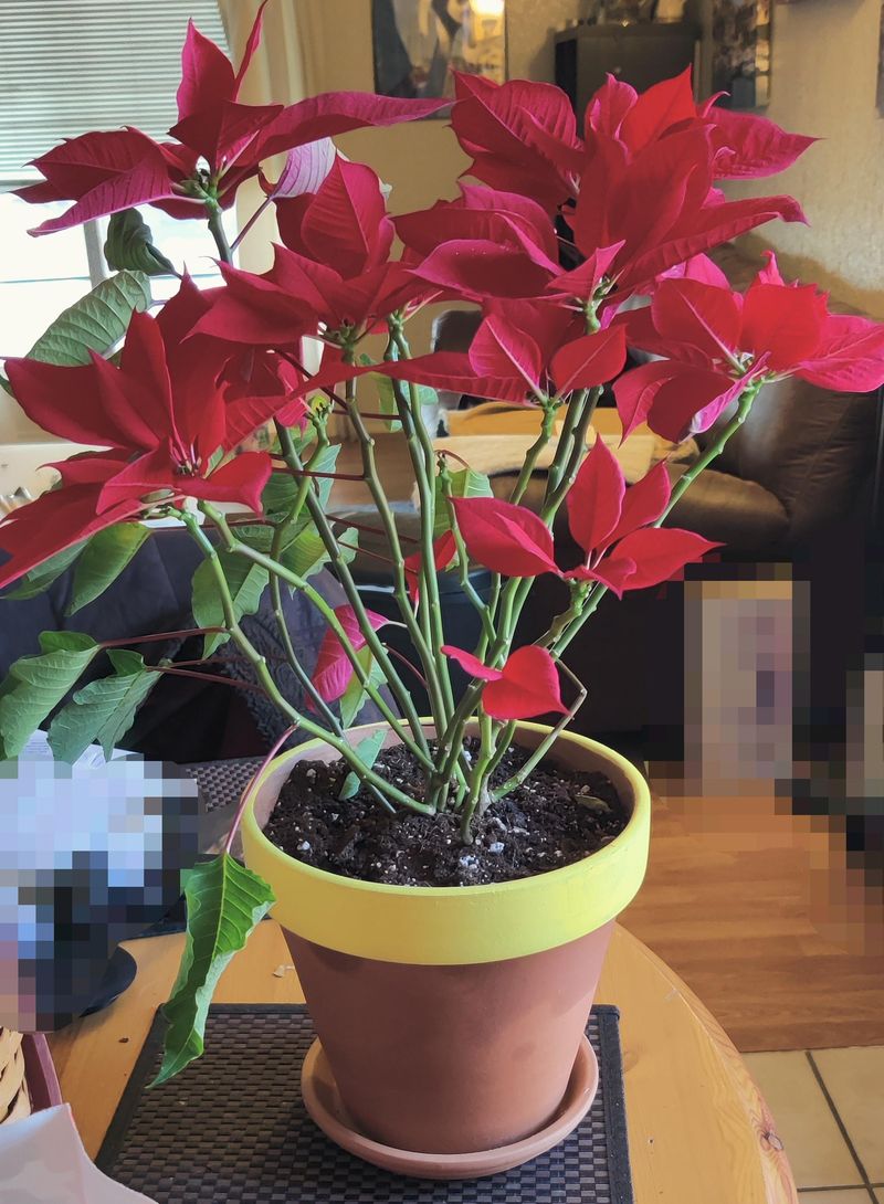 Poinsettia