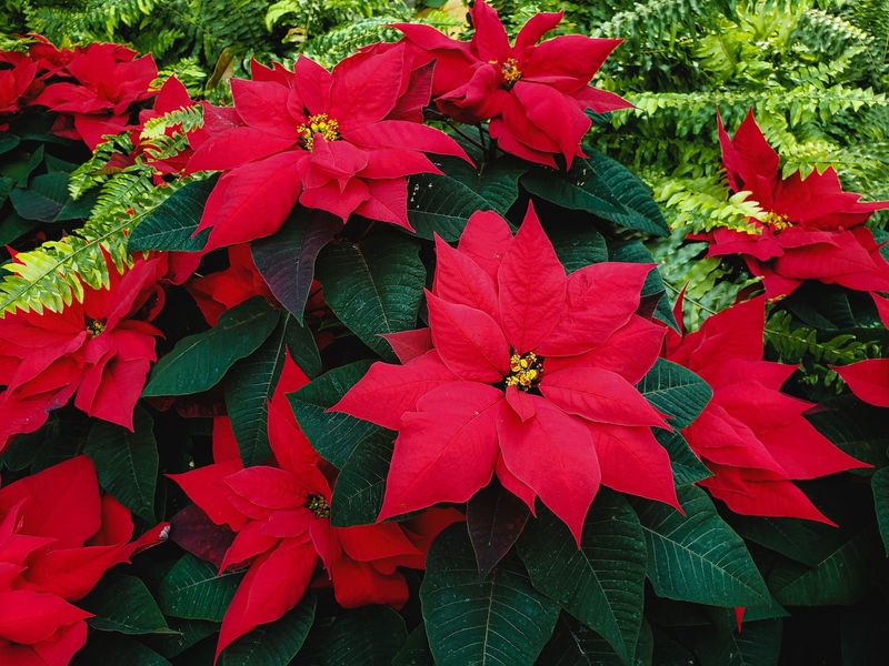 Poinsettia