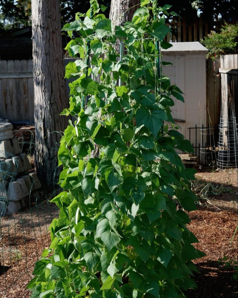 Pole Beans