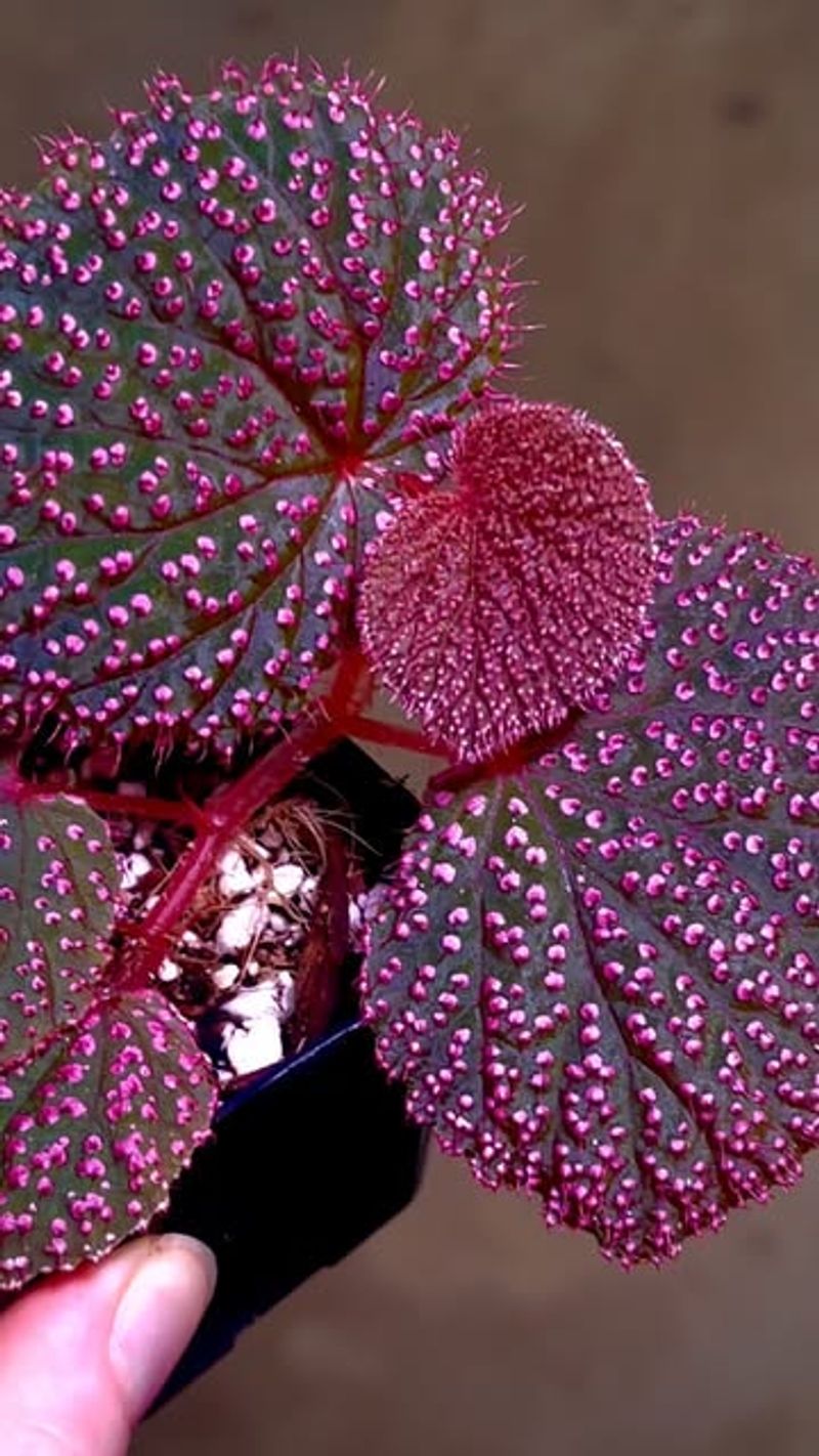 Begonia