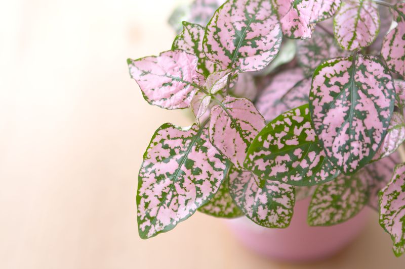 Polka Dot Plant