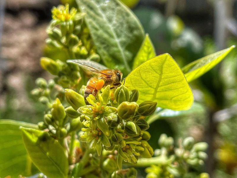 Pollination Methods