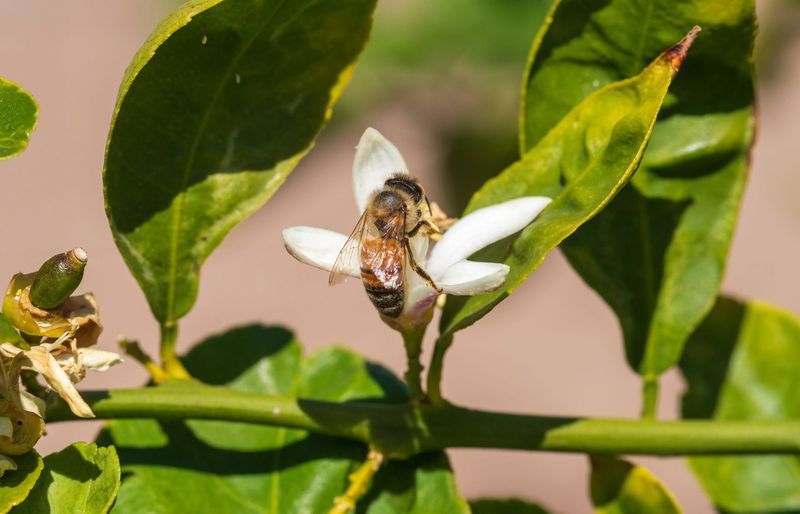 Pollination Partners