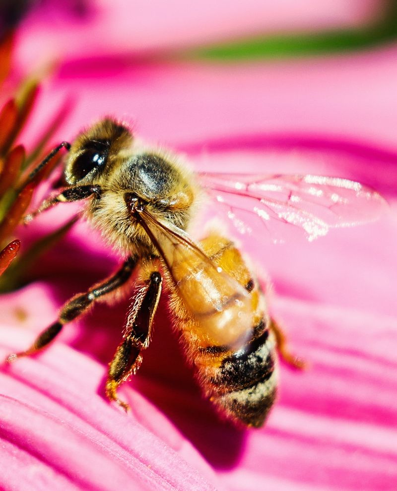 Pollinator Pathways