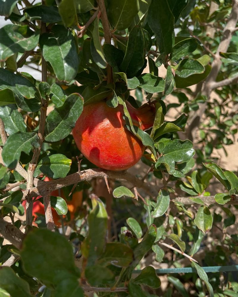 Pomegranate