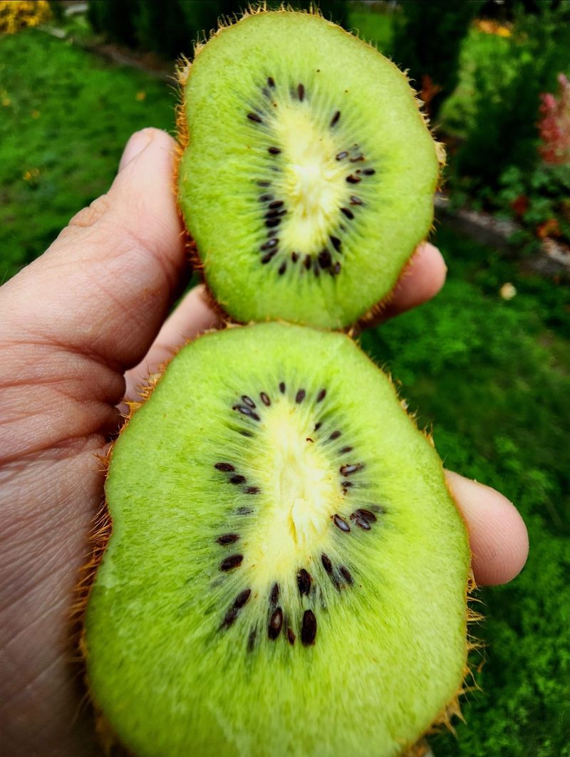 Kiwifruit Seeds