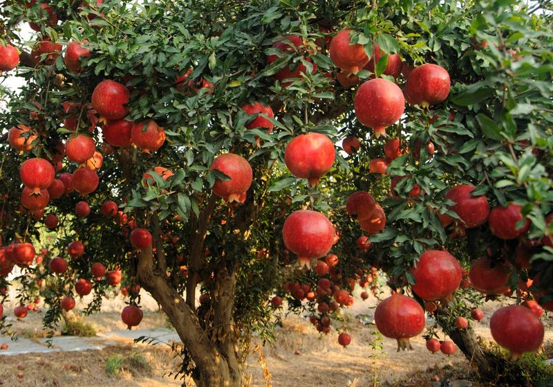 Pomegranate Tree