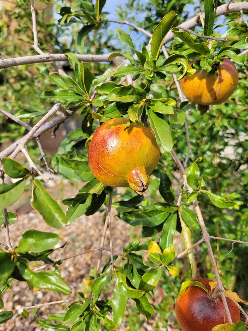 Pomegranate Tree