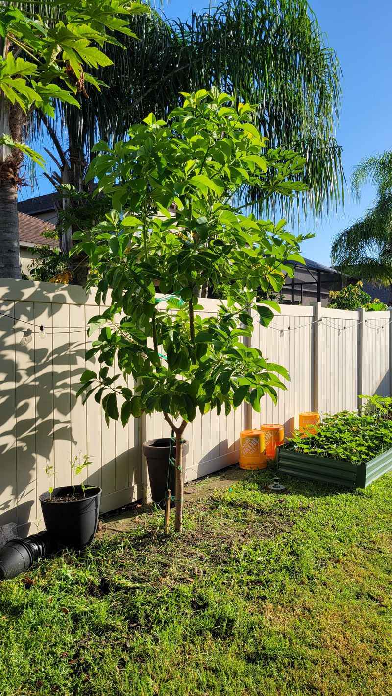 Avocado Tree