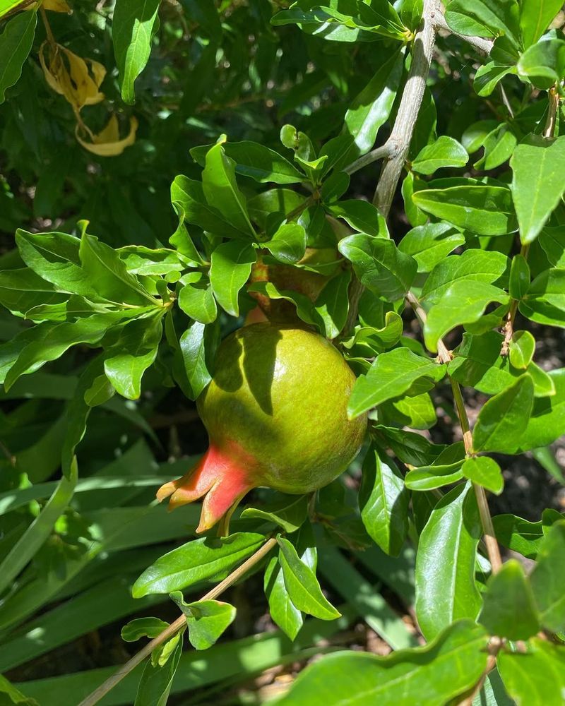 Pomegranate