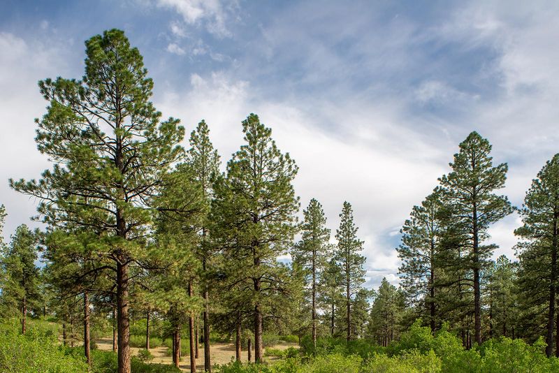 Ponderosa Pine