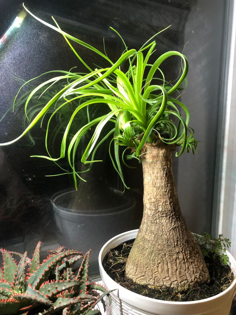 Ponytail Palm