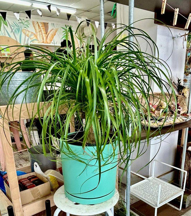 Ponytail Palm