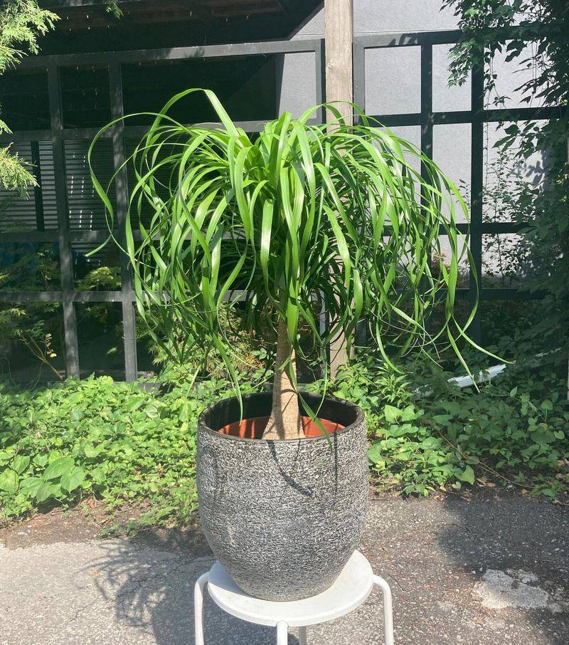 Ponytail Palm