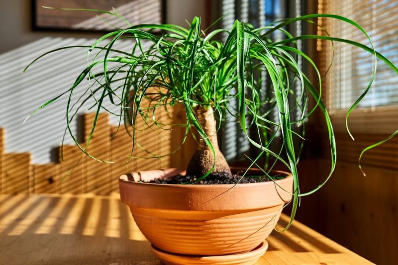 Ponytail Palm