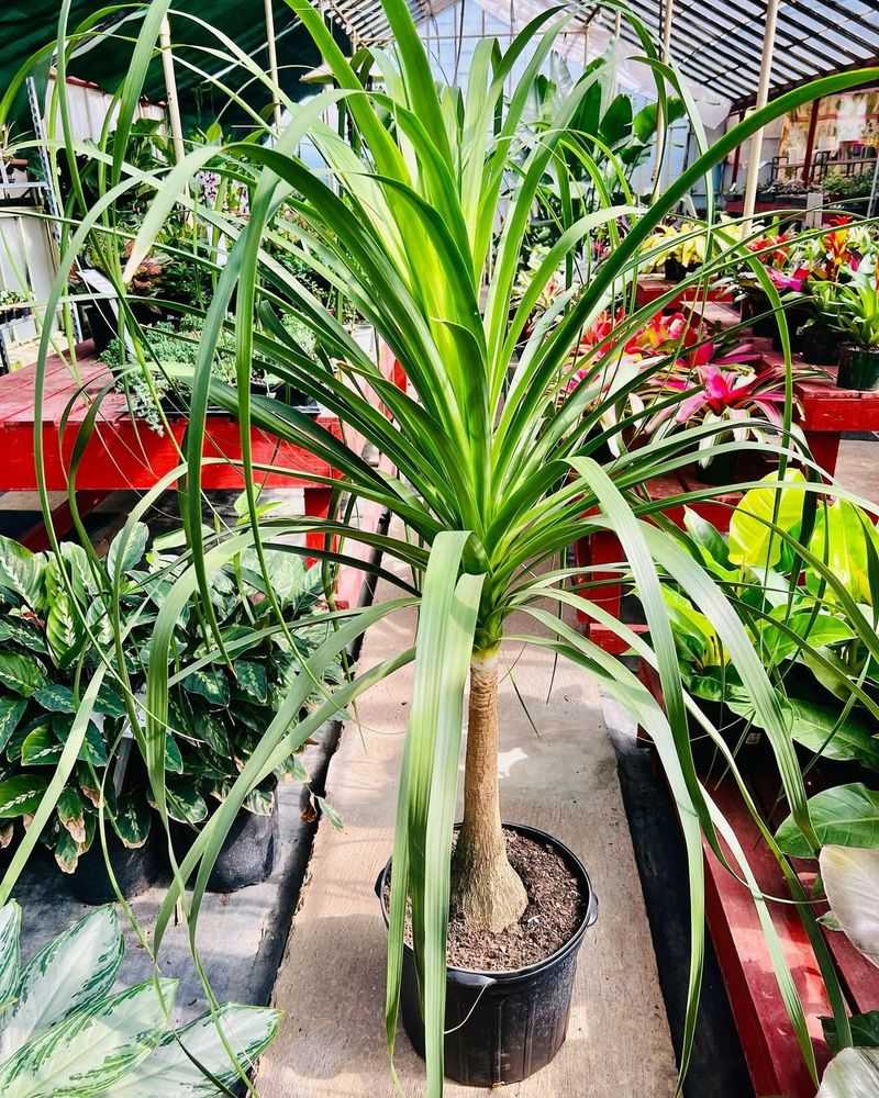 Ponytail Palm