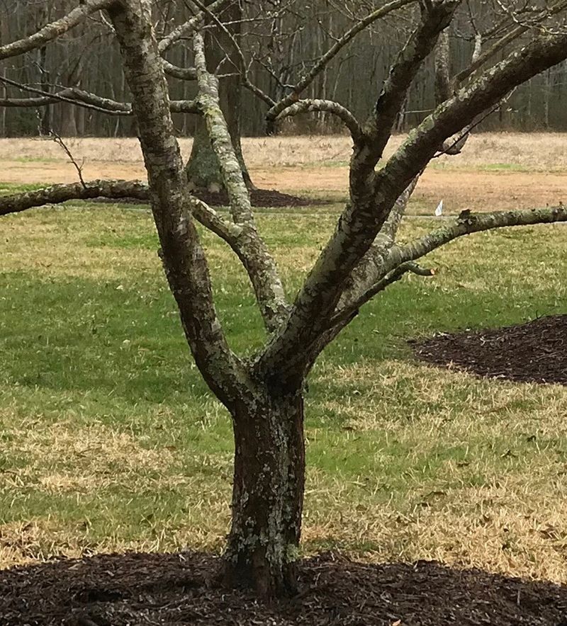 Poor tree health or age