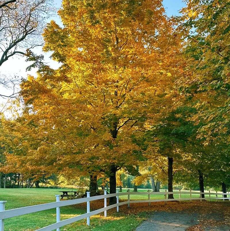 Silver Maple Tree