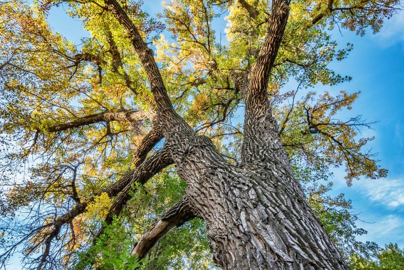 Poplar Tree