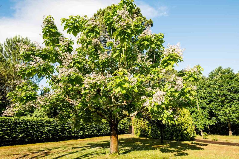 Catalpa