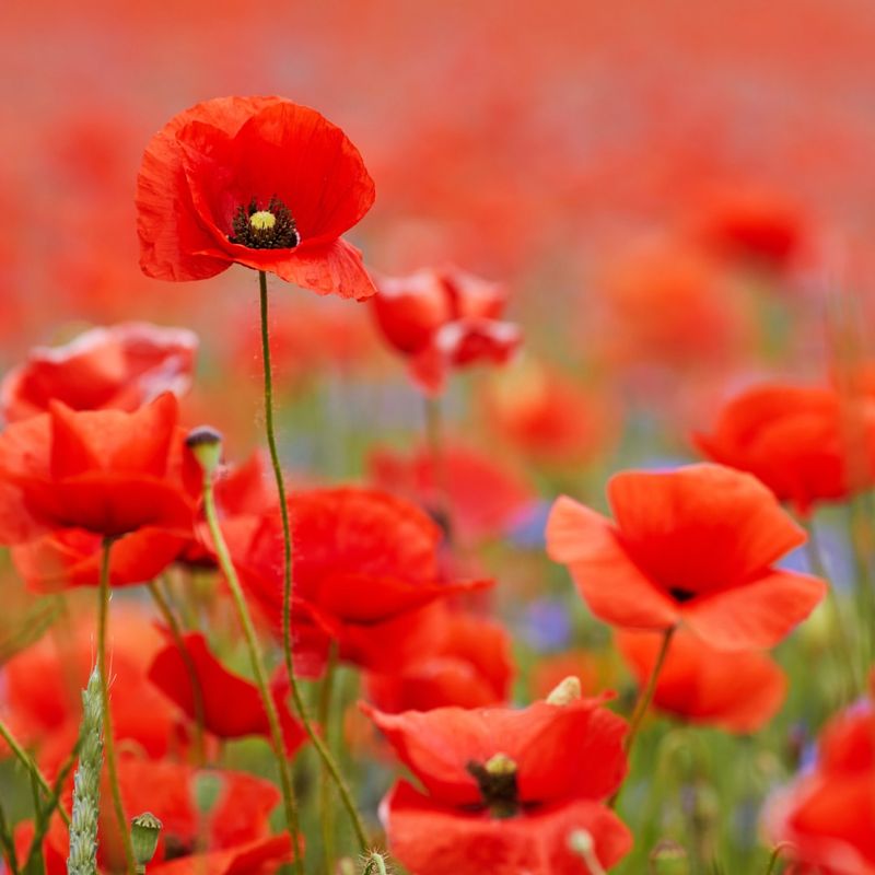 Poppies