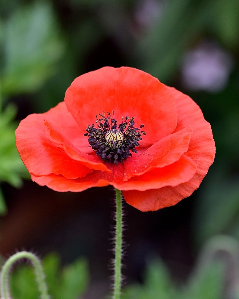 Poppy