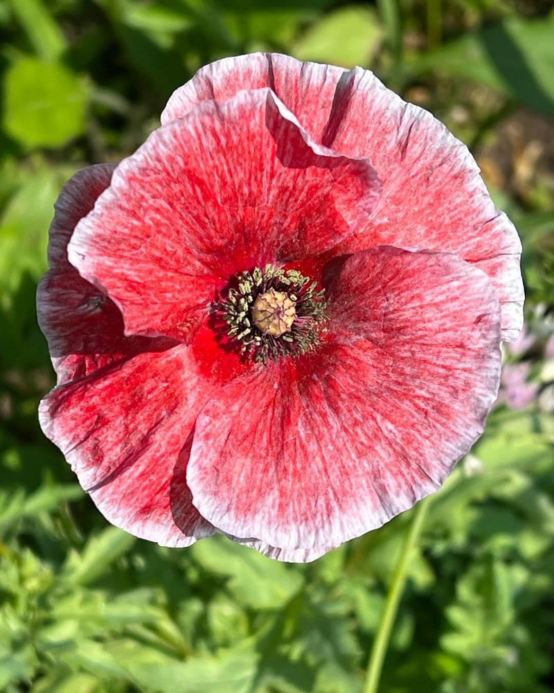 Poppy