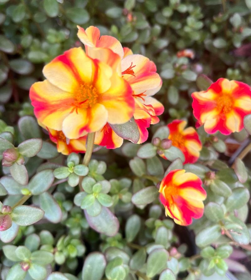 Portulaca