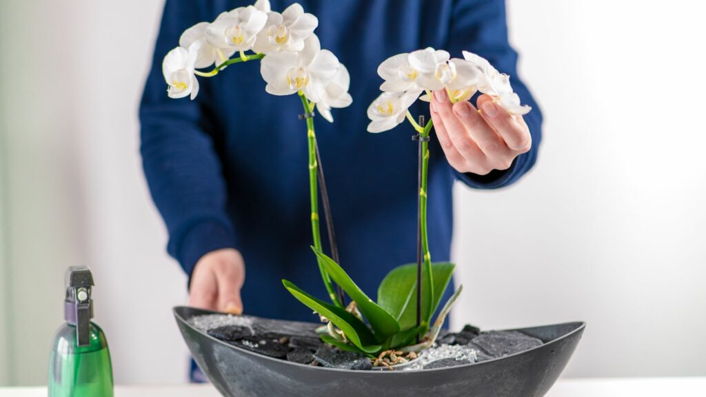Person Caring for White Orchids in Decorative Planter