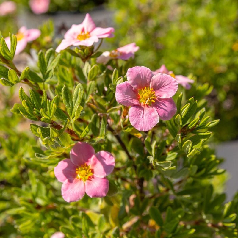 Potentilla