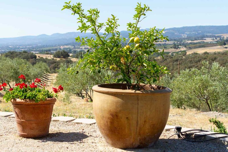 Potted Fruit Trees