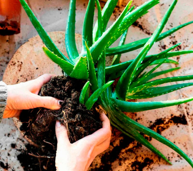 Potting and Soil