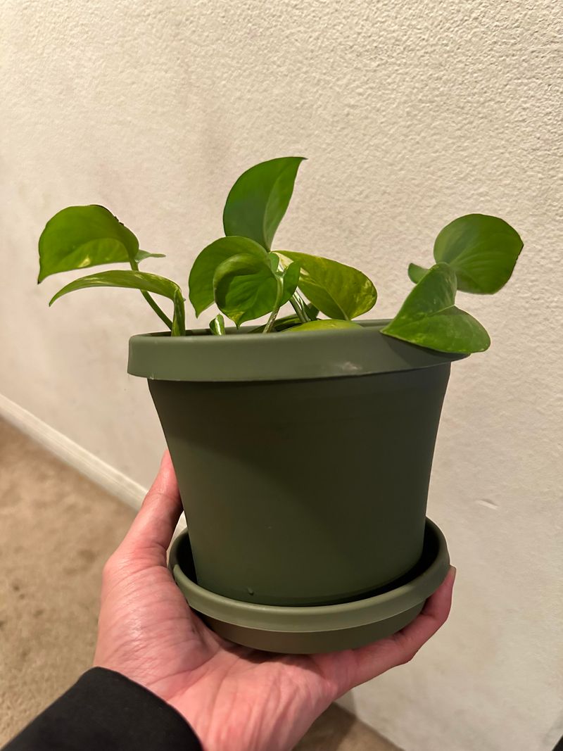 Potting in Large Containers