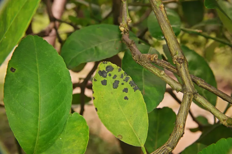 Alternaria Brown Spot