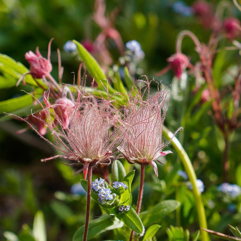 Prairie Smoke