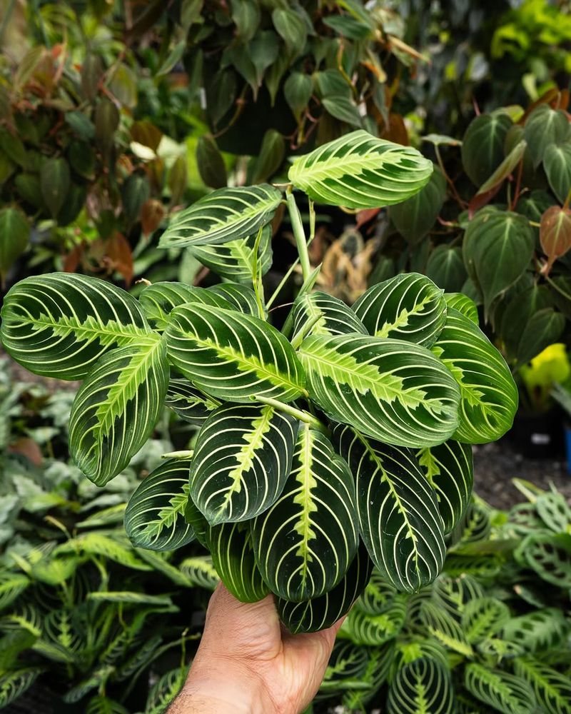 Prayer Plant