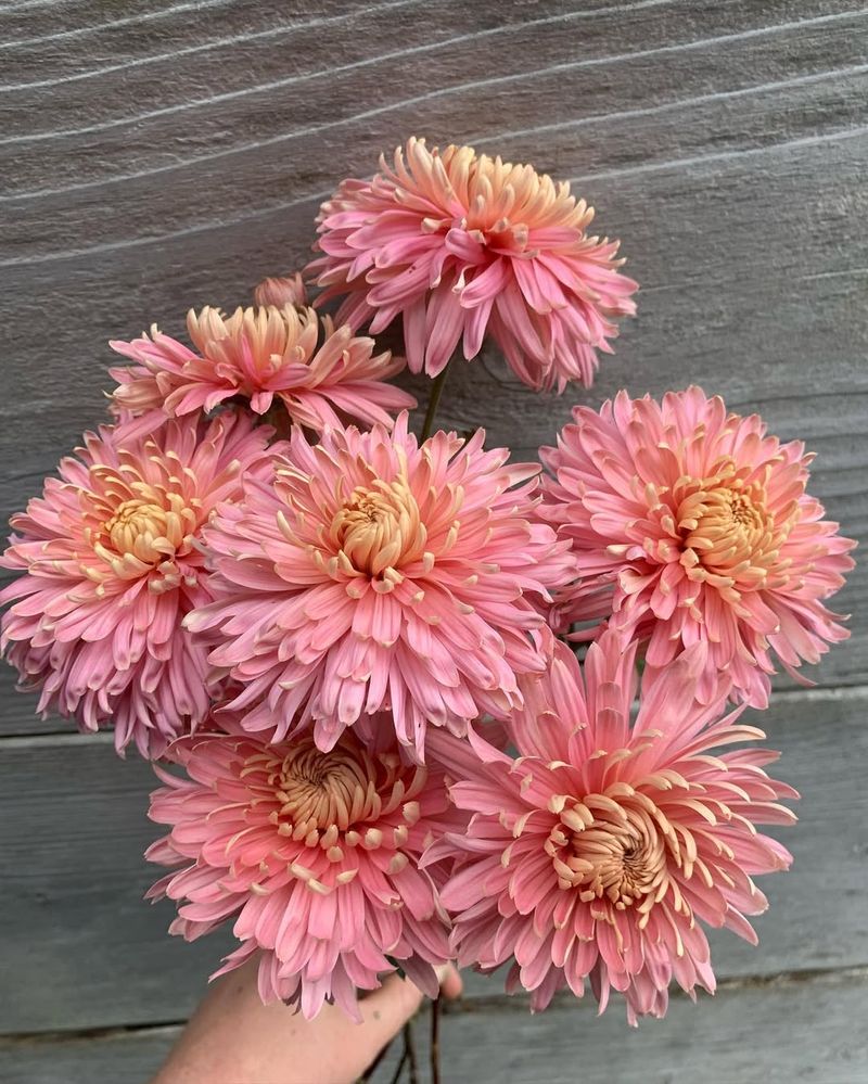 Chrysanthemum Spray Attack