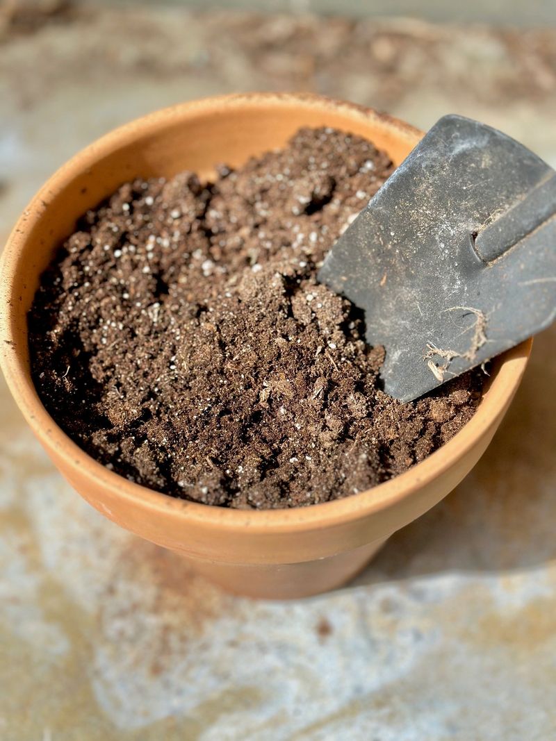 Prepare a Pot with Well-Draining Soil