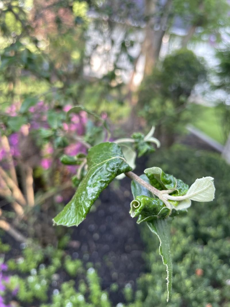 Preventing Leaf Curling