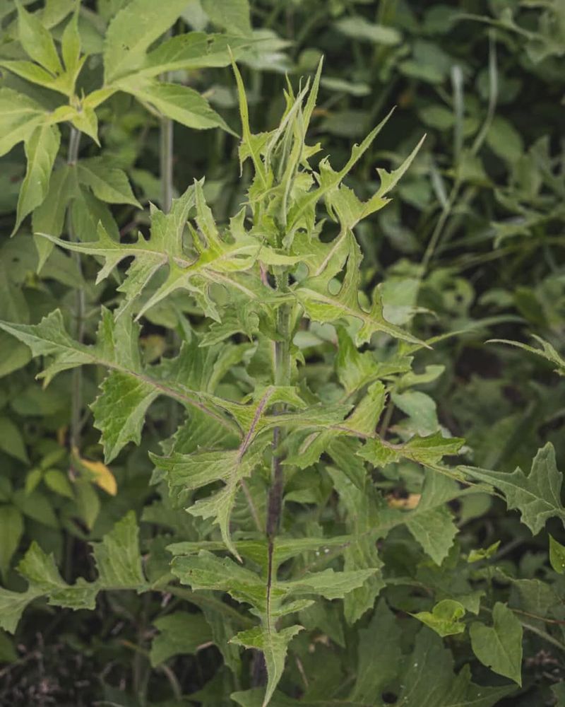 Prickly Lettuce