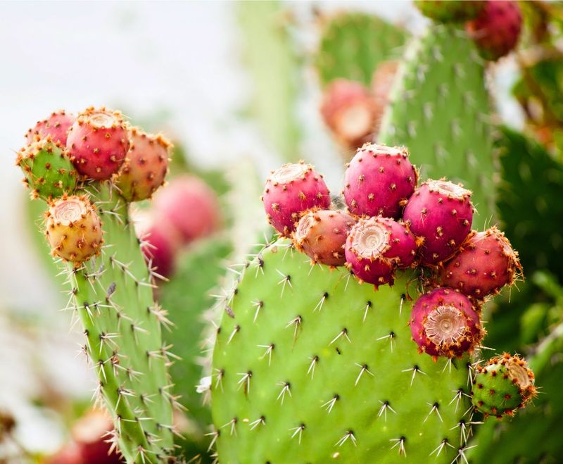 Prickly Pear Cactus