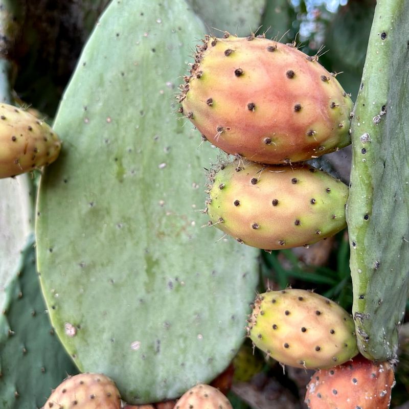 Prickly Pear