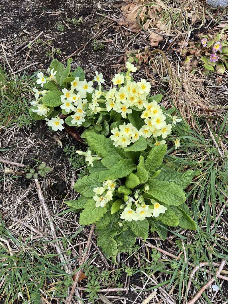 Primroses