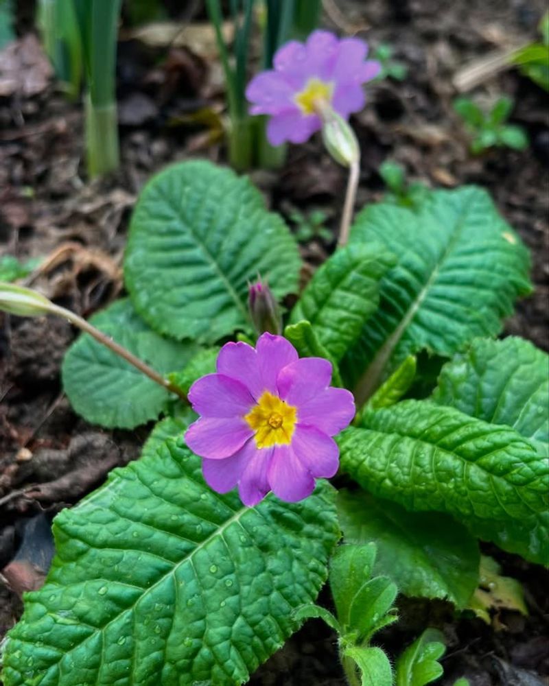 Primroses