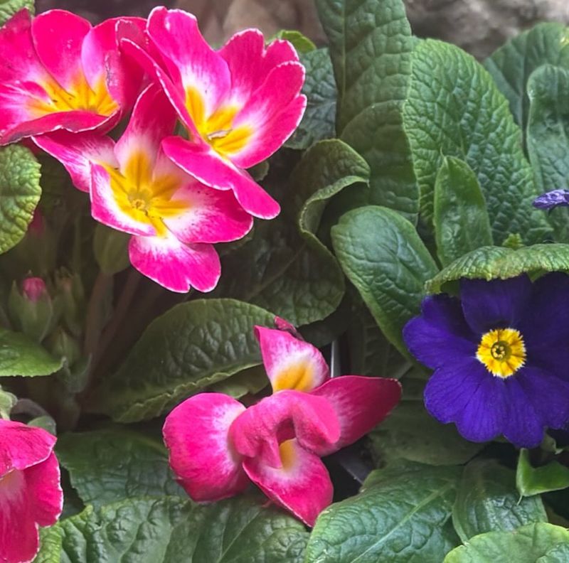 Primroses