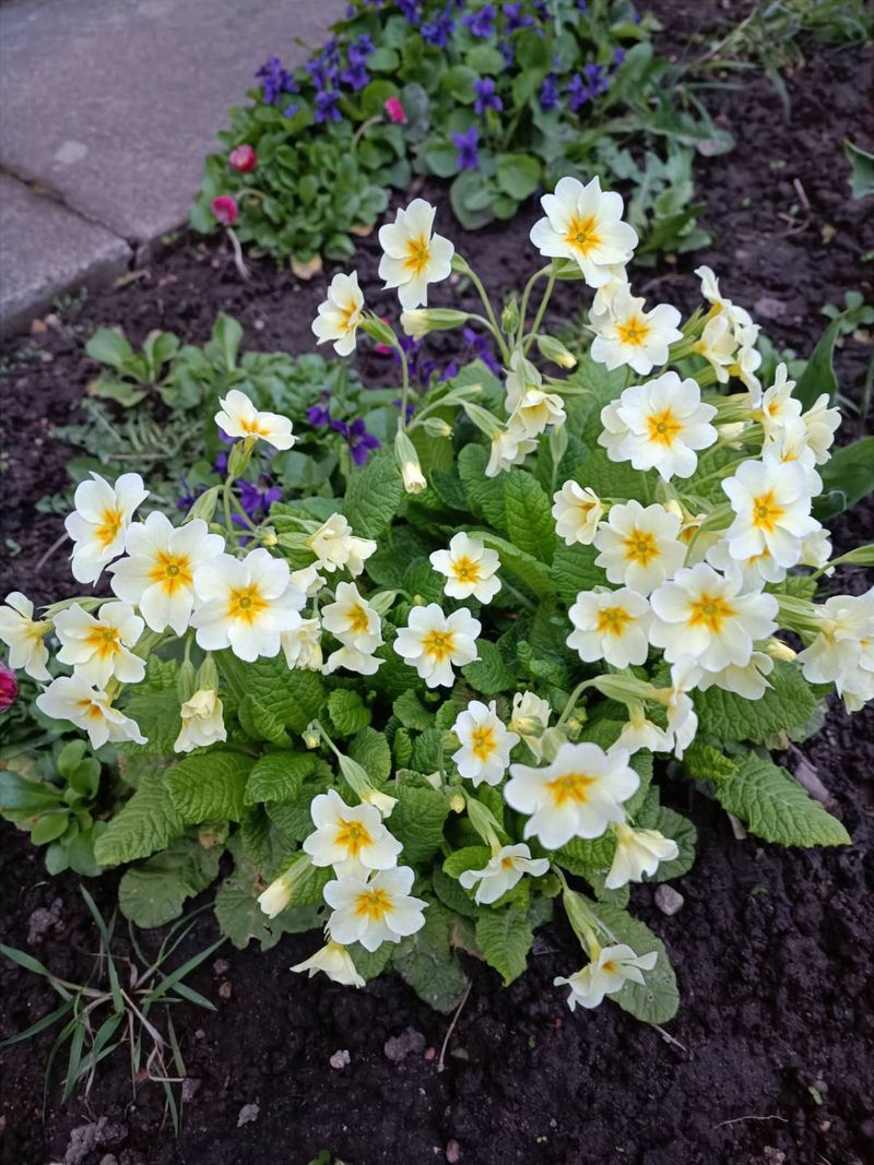 Primroses